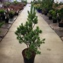Borovica lesná Pinus sylvestris Watereri