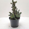 Smrek biely Picea glauca Biesenthaler Fruehling