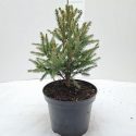 Smrek sitkanský Picea sitchensis Nana
