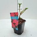 Hortenzia kalinolistá Hydrangea macr. Red Baron