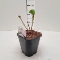 Hortenzia kalinolistá Hydrangea macr. Peppermint®