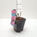 Hortenzia kalinolistá Hydrangea macr. Deutschland