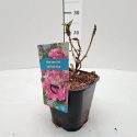 Hortenzia kalinolistá Hydrangea macr. Rotkehlchen