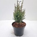 Borievka obyčajná Juniperus communis Bagnet