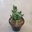 Smrek obyčajný Picea abies Tompa