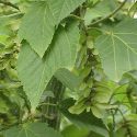 Javor vlasonohý Acer capillipes