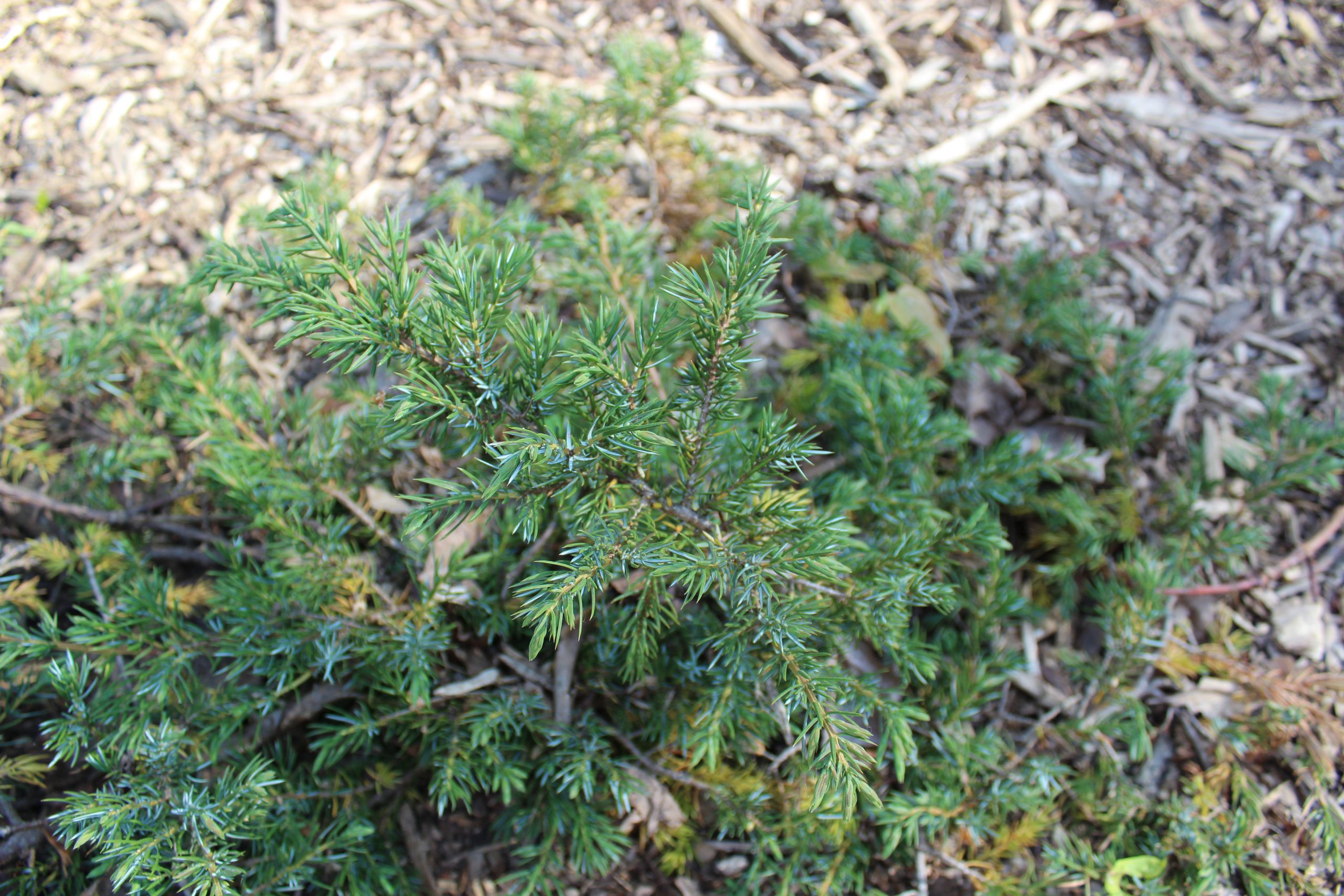 Borievka obyčajná Juniperus comm. Green Carpet