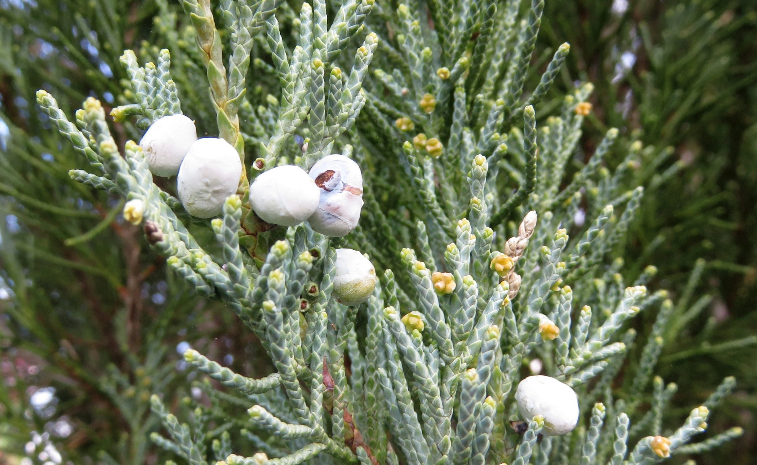 Borievka viržínska Juniperus scop. Blue Arrow