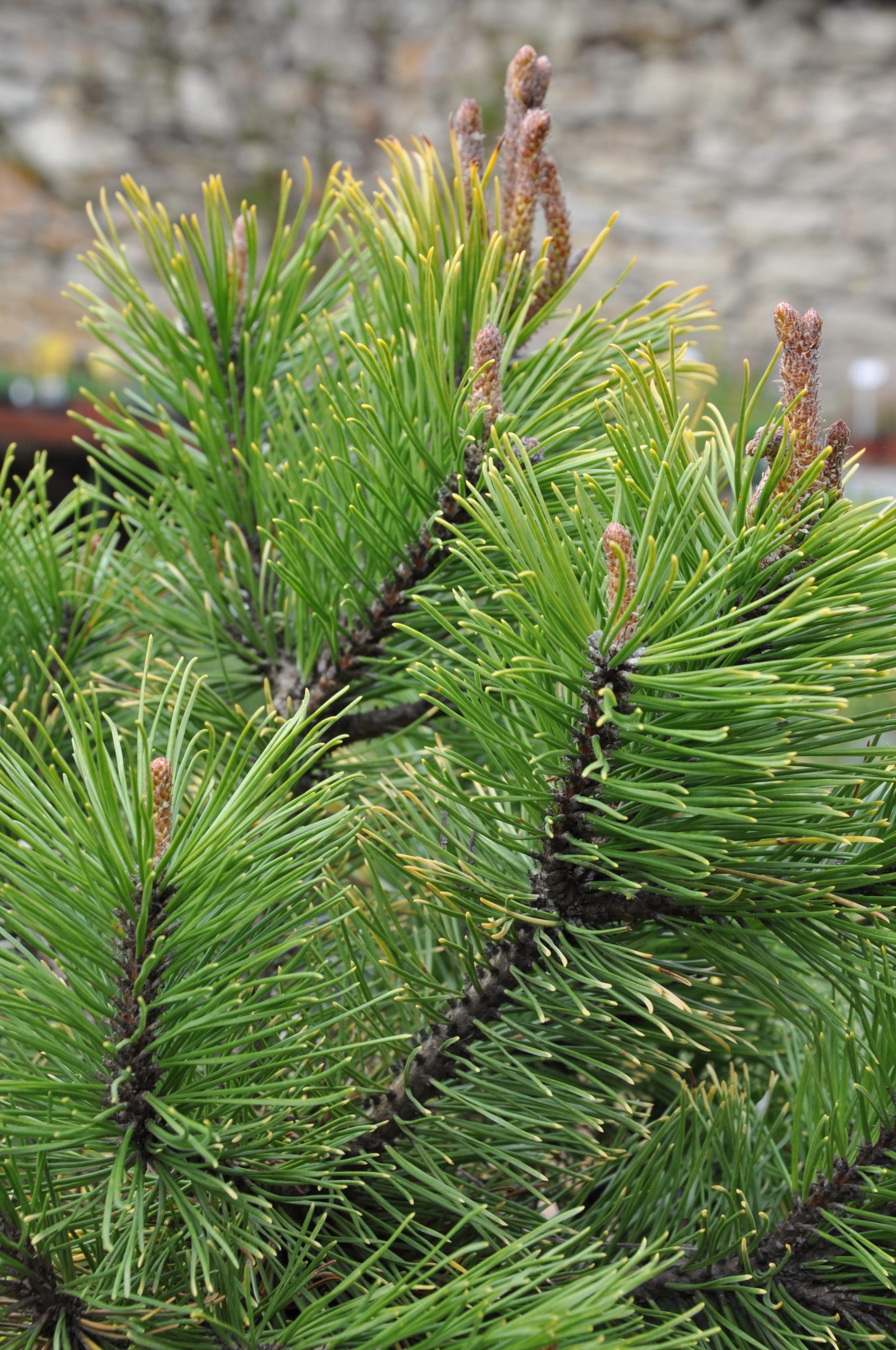 Borovica horská Pinus mugo Wintergold