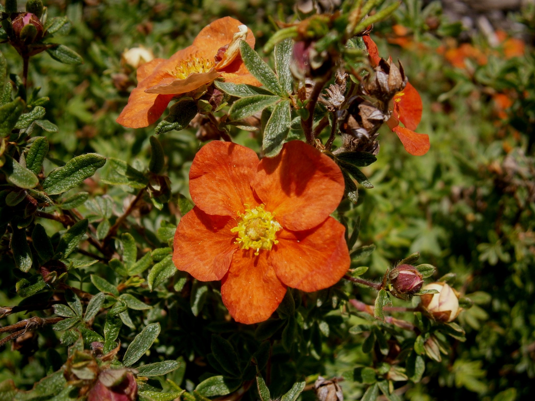 Potentilla_fruticosa_Red_Ace_03-2048x1536.jpg