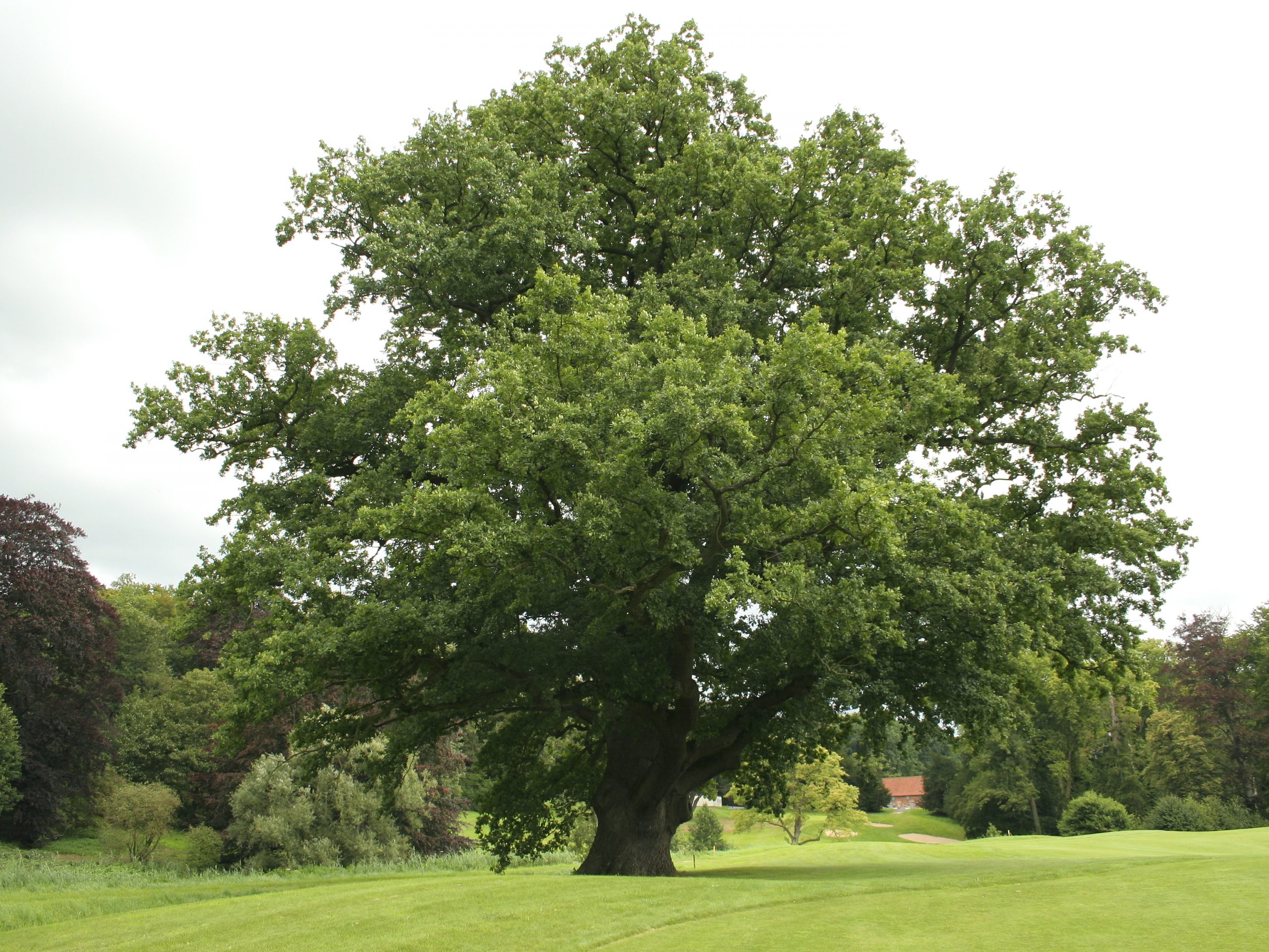 Dub letný Quercus robur