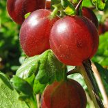 Egreš Ribes uva-crispa Hinnonmaeki Rod