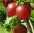 Egreš Ribes uva-crispa Hinnonmaeki Rod