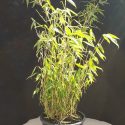 Bambus Fargesia robusta