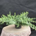 Borievka pobrežná Schlager Juniperus conferta Schlager