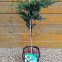 Borievka obecná Repanda Juniperus communis Repanda