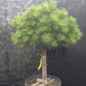 Borovica čierna Brepo Pinus nigra Brepo