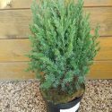 Borievka čínska Stricta Juniperus chinensis Stricta