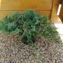 Borievka rozprestretá Prince of Wales Juniperus horizontalis Prince of Wales
