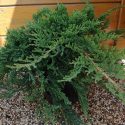 Borievka rozprestretá Wiltonii Juniperus horizontalis Wiltonii