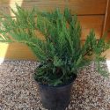 Borievka chvojka Tamariscifolia Juniperus sabina Tamariscifolia