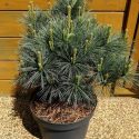 Borovica hladka Secrest Pinus strobus Secrest