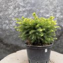 Smrek obyčajný Little Gem Picea abies Little Gem