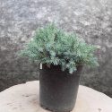 Borievka šupinatá Blue Star Juniperus squamata Blue Star