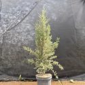 Borievka obyčajná Arnold Juniperus communis Arnold