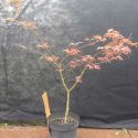 Javor dlaňolistý Shirazz Acer palmatum Shirazz