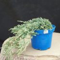 Borievka rozprestretá Blue Chip Juniperus horizontalis Blue Chip